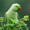 A wild Ringneck Parakeet perches on a bush