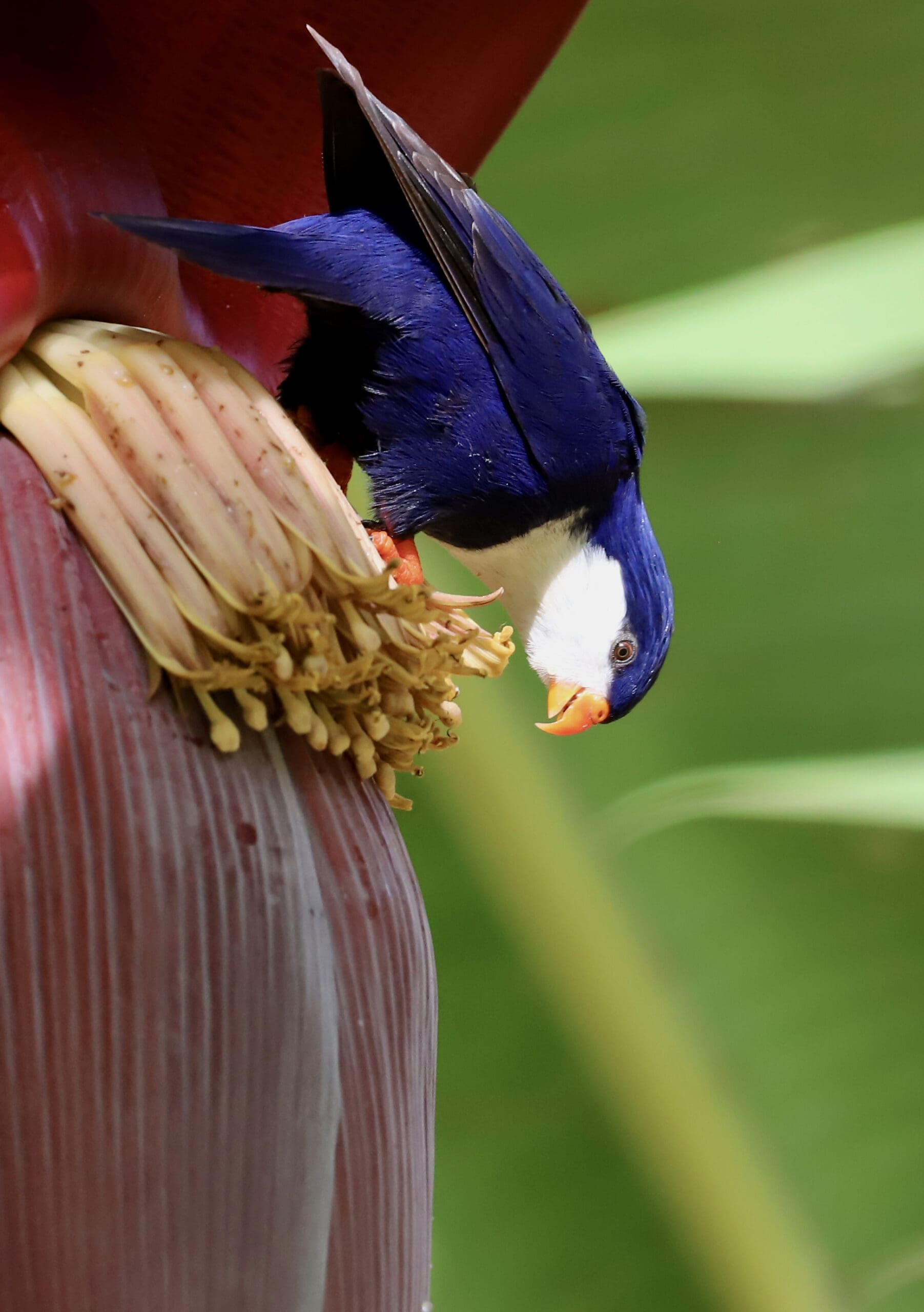 South Pacific <br>Lorikeet Recovery