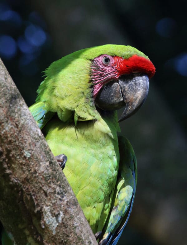 A wild Great Green Macaw perches on a limb