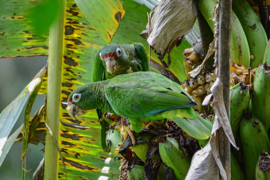 Puerto Rican Amazon Recovery