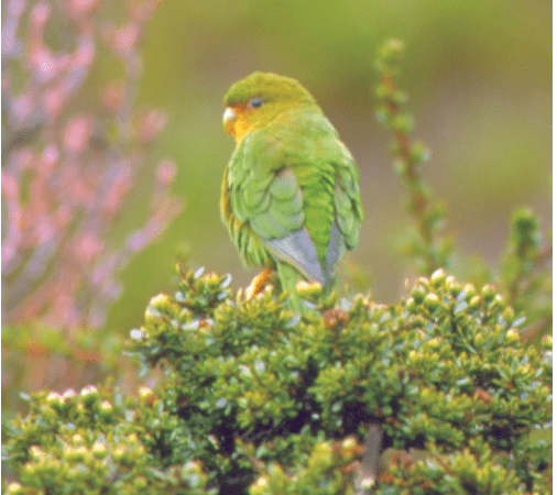 Rufous-fronted Parakeet Conservation