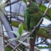 A wild Santa Marta Conure perches in a tree