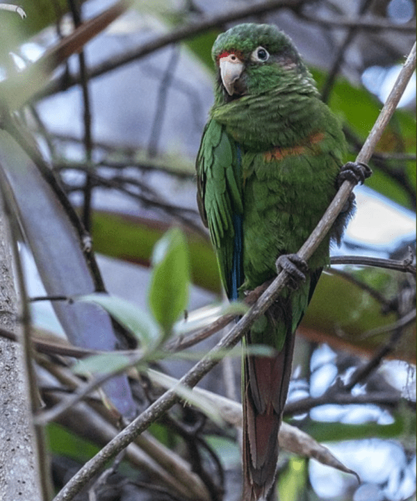 A wild Santa Marta Conure perches in a tree