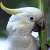 A closeup of a Yellow-crested Cockatoo