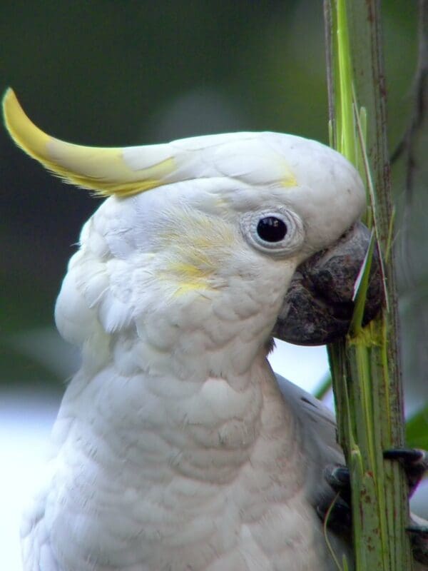 A closeup of a Yellow-crested Cockatoo