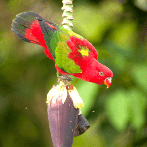 A wild Chattering Lory rests on a blossom