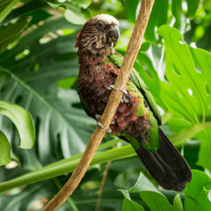 A Hawk-headed Parrot clings to a branch