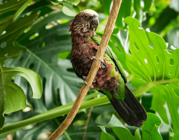 A Hawk-headed Parrot clings to a branch