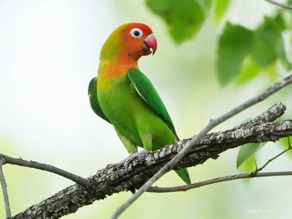 A wild Lilian's Lovebird perches in a tree