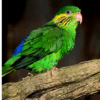 A female Red-flanked Lorikeet perches on a branch