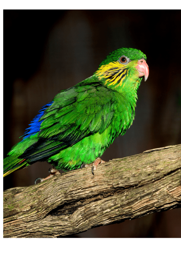 A female Red-flanked Lorikeet perches on a branch