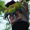 Wild Great Green Macaws investigating a nest box