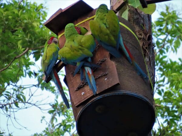 Wild Great Green Macaws investigating a nest box