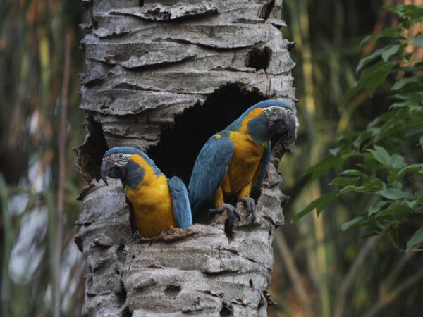 Blue-throated Macaws: Breeding Support