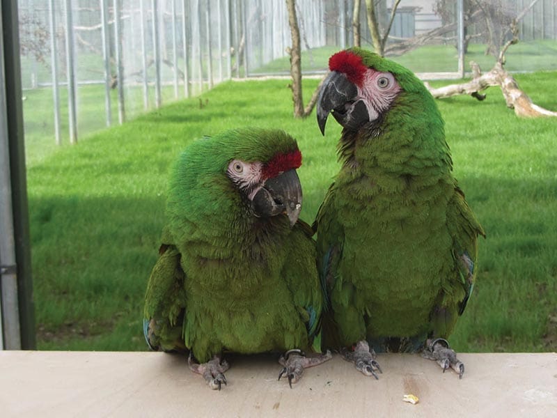 Improving Parrot Care