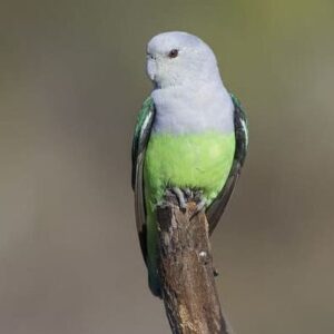 A wild Grey-headed Lovebird perches on a stick