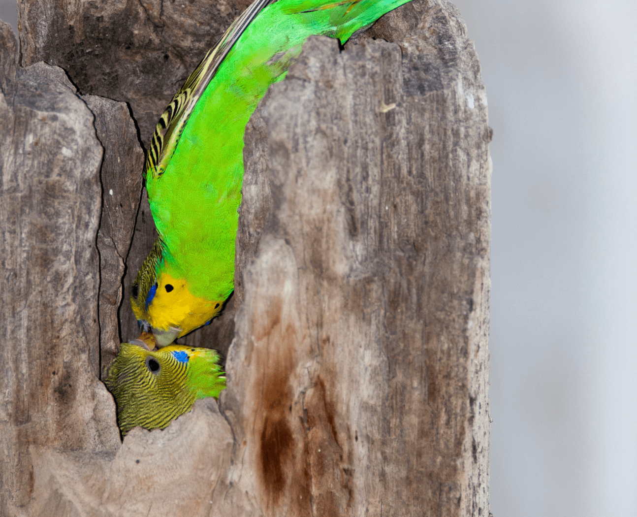 A wild Budgerigar feeds a chick at nest