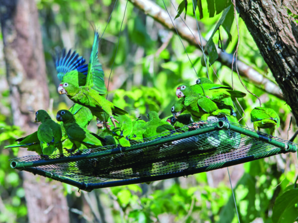 Puerto Rican Amazons: Conservation Efforts