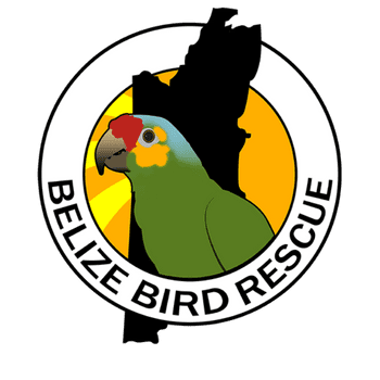 Belize Bird Rescue