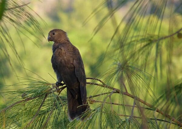 Seychelles Parrot Research