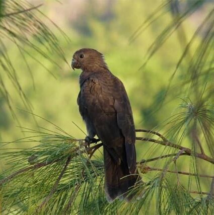 Seychelles Parrot Research