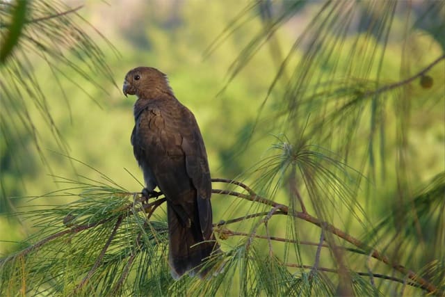 A wild Seychelles Parrot perches on a twid