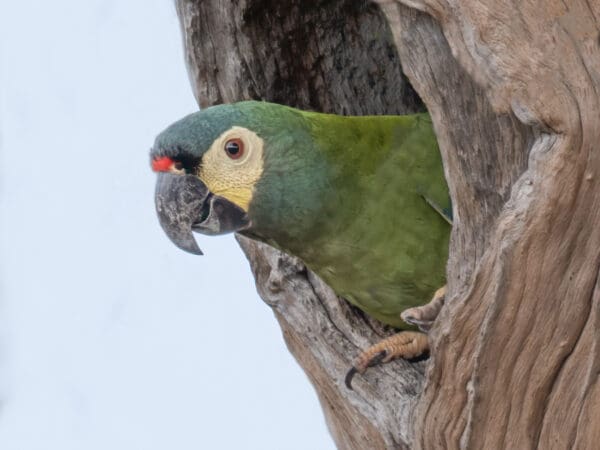 Blue-winged Macaw Research