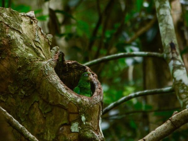 Puerto Rican Amazons: Habitat Protection and Restoration