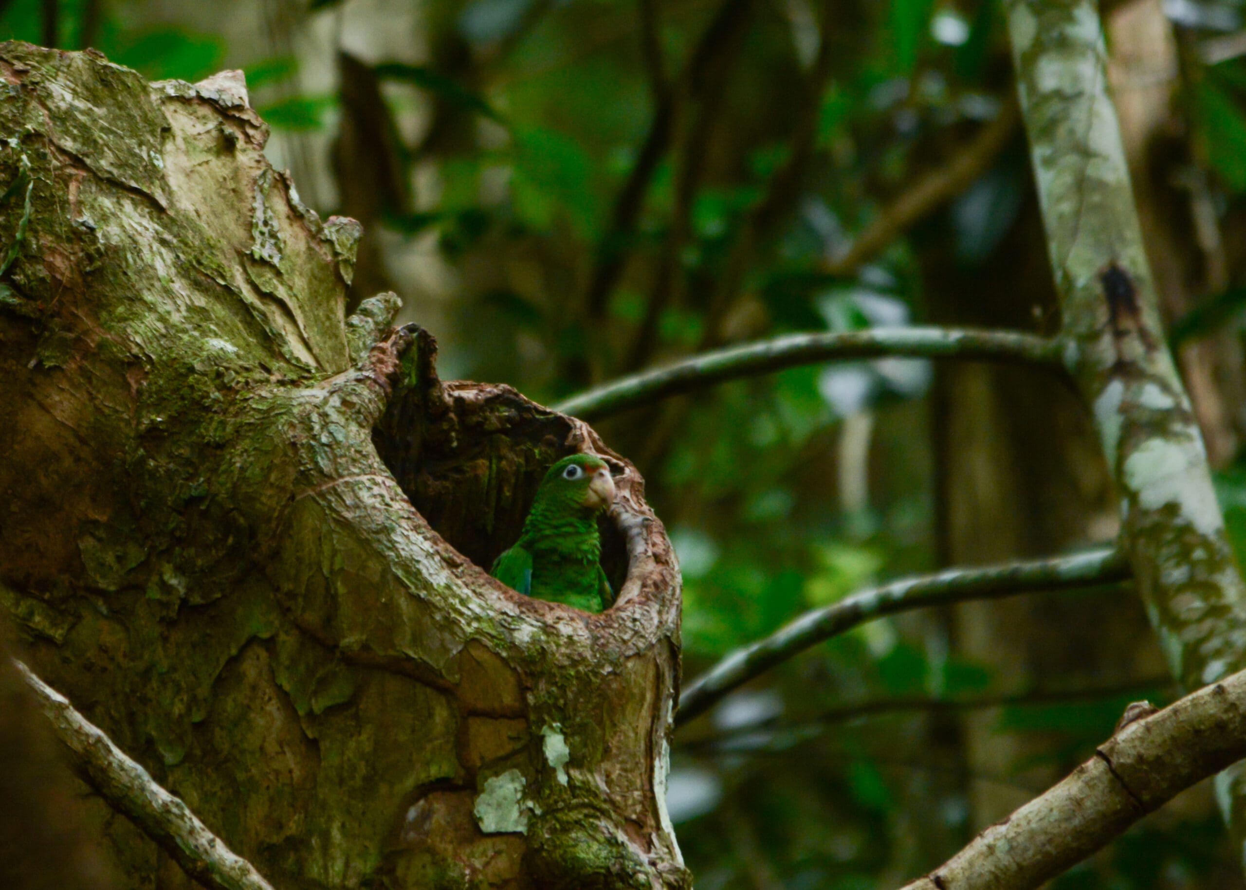 Puerto Rican Amazons: Habitat Protection and Restoration