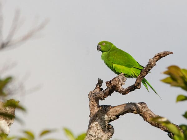 Echo Parakeet Conservation and Research