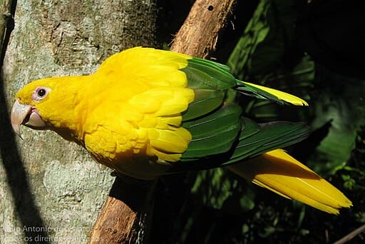 Golden Conure Conservation