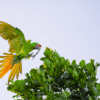 A wild Great Green Macaw comes in for a landing