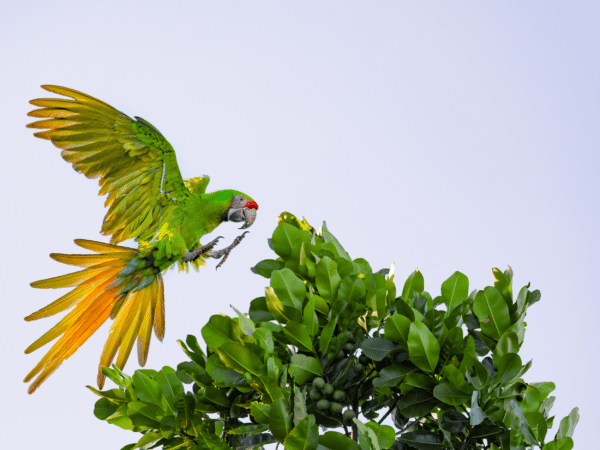 Great Green Macaws: Macaw Recovery Network