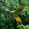 A wild Great Green Macaw in flight