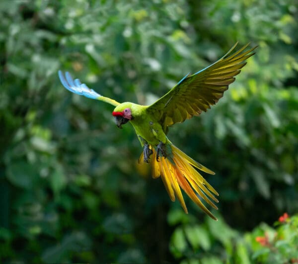 A wild Great Green Macaw in flight