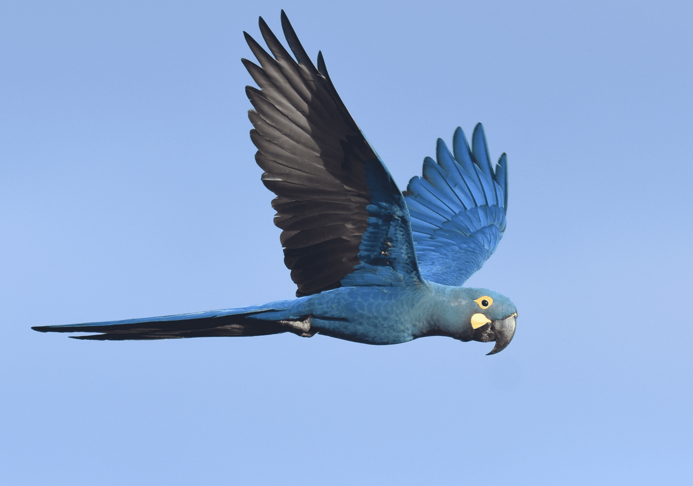 Lear’s Macaw Research