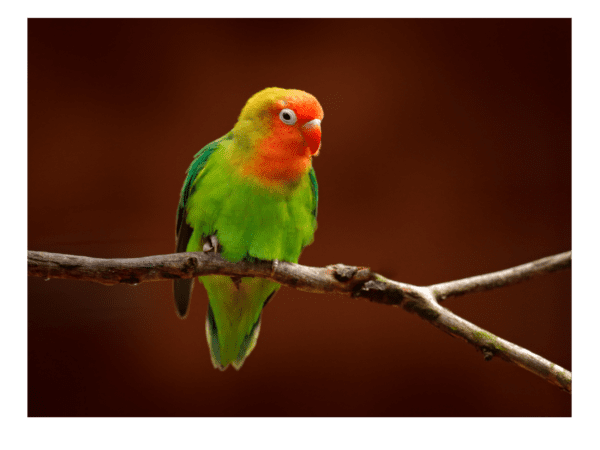 Lilian’s Lovebird Research