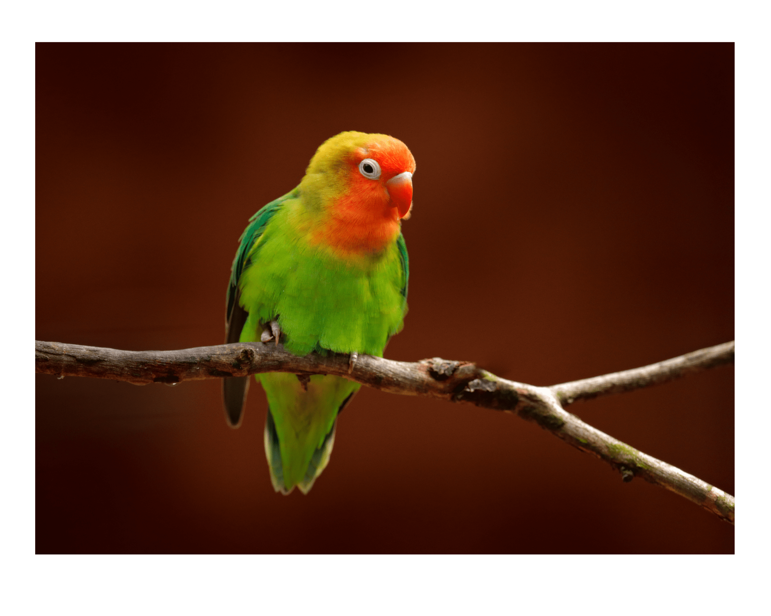 Lilian’s Lovebird Research