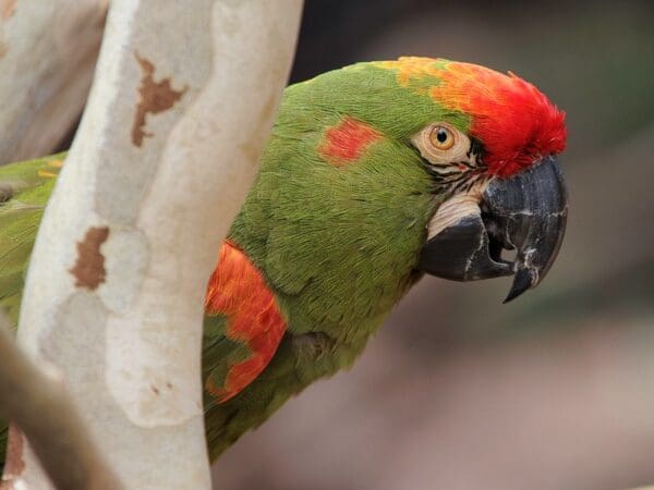 Red-fronted Macaws: Conservation and Fieldwork