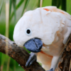 A Moluccan Cockatoo poses for the camera