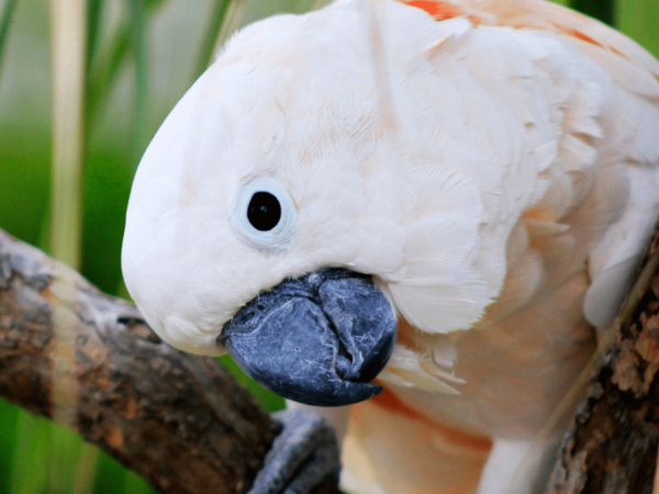 Salmon-crested Cockatoo Conservation