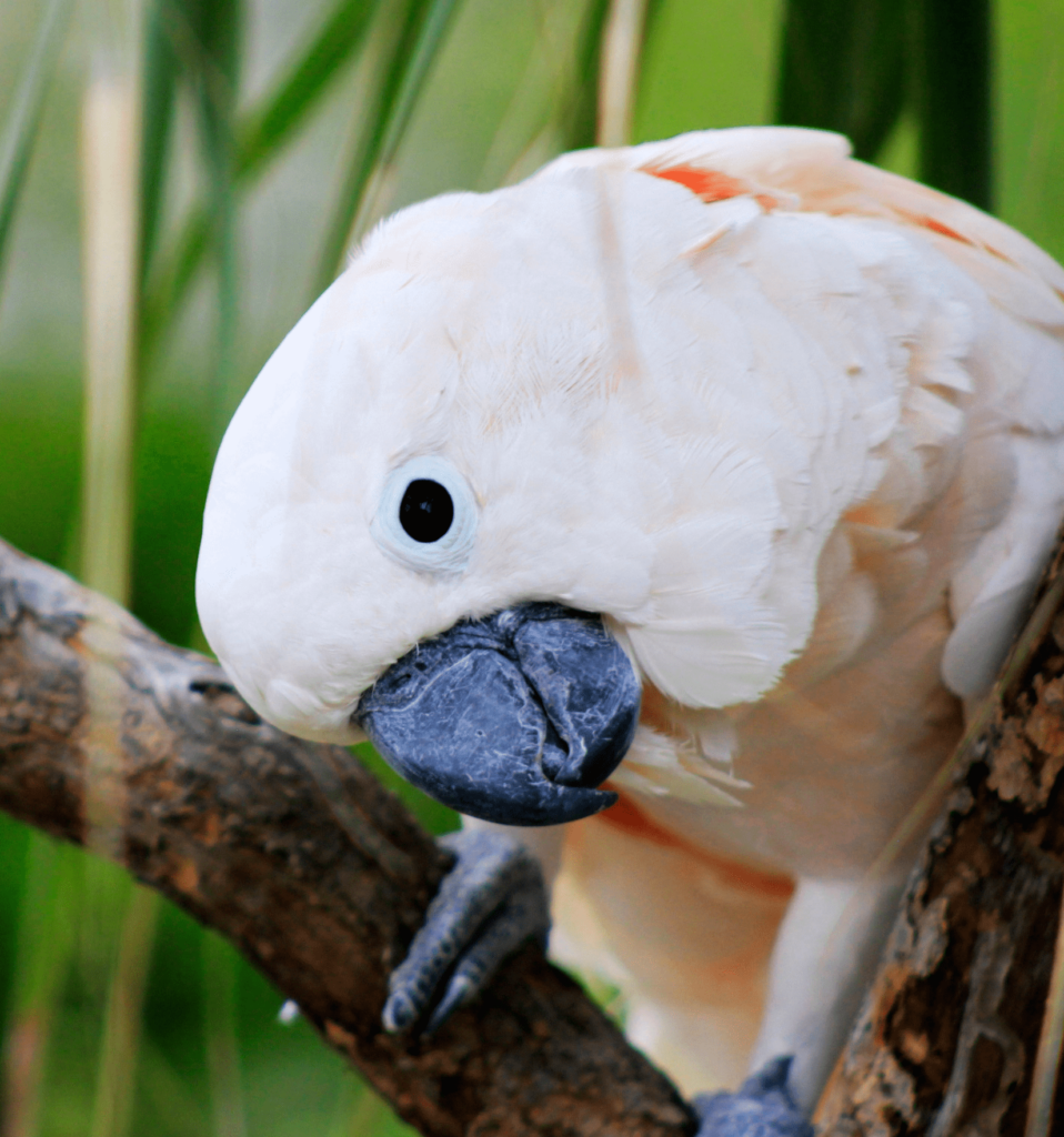 A Moluccan Cockatoo poses for the camera