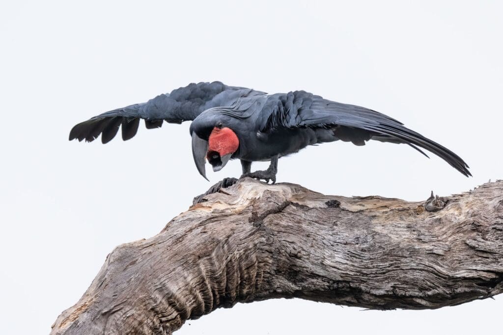 A wild Palm Cockatoo displays on a limb