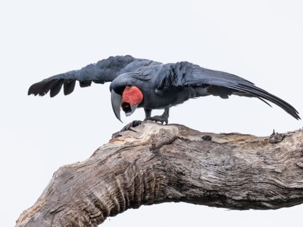 Palm Cockatoo Research