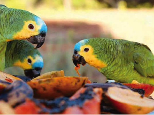 Saving At-Risk Parrots: Caatinga Parrots Project