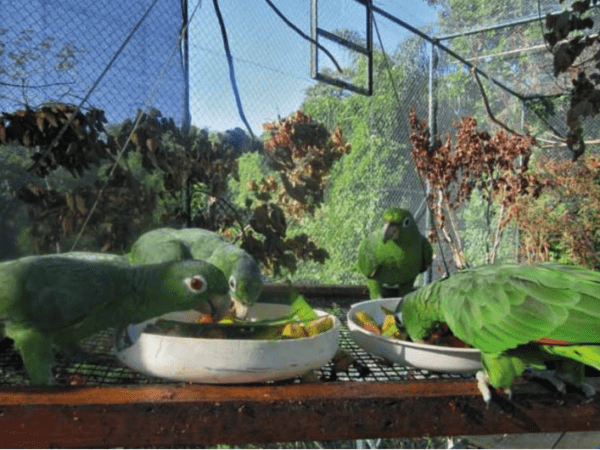 Rescuing and Releasing Parrots: ASM Cambaquara