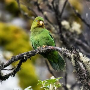 A wild Rufous-fronted Parakeet perches on a branch