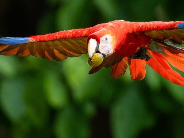 Scarlet Macaw Recovery