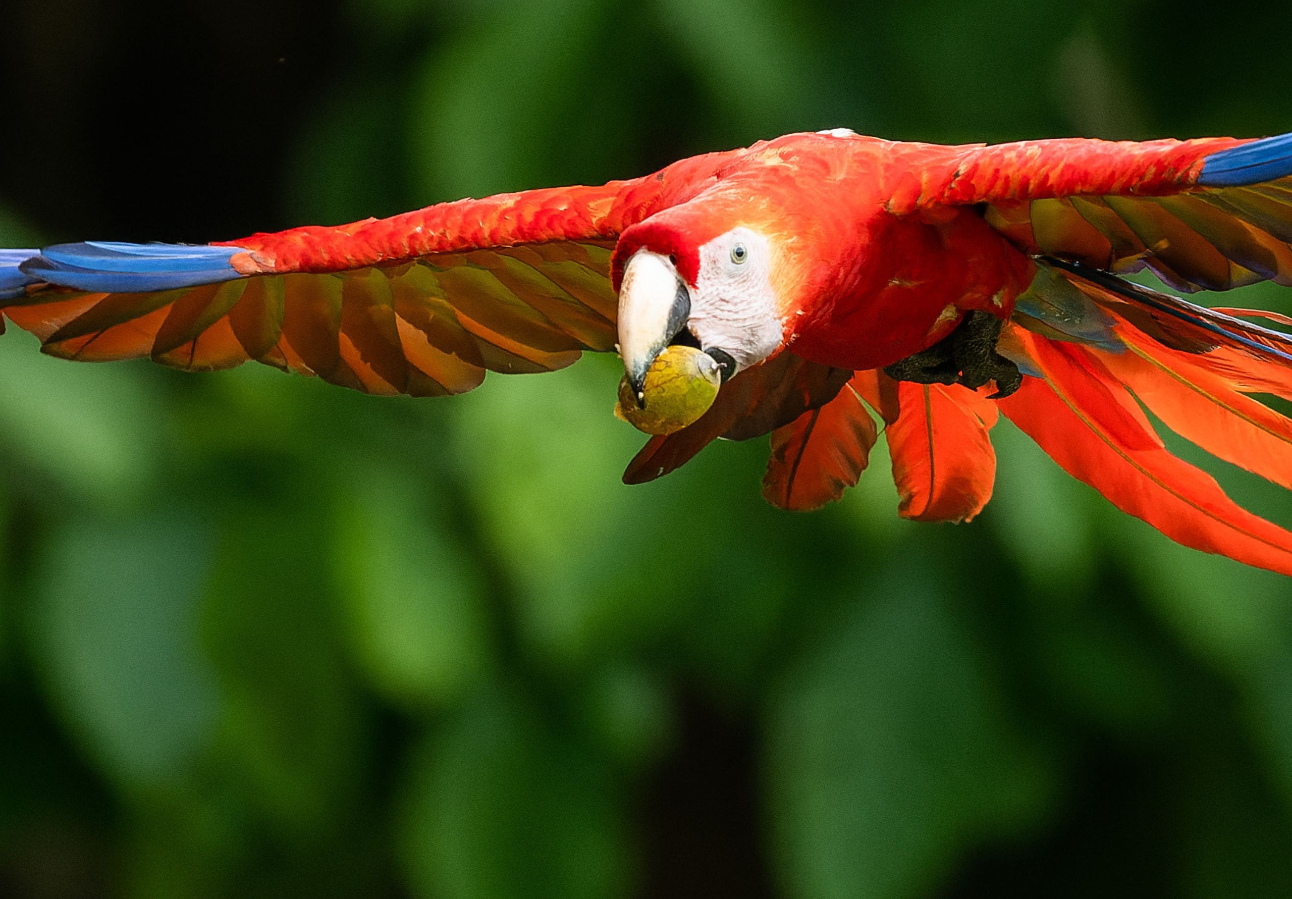 Scarlet Macaw Recovery