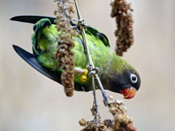 Black-cheeked Lovebird Fieldwork